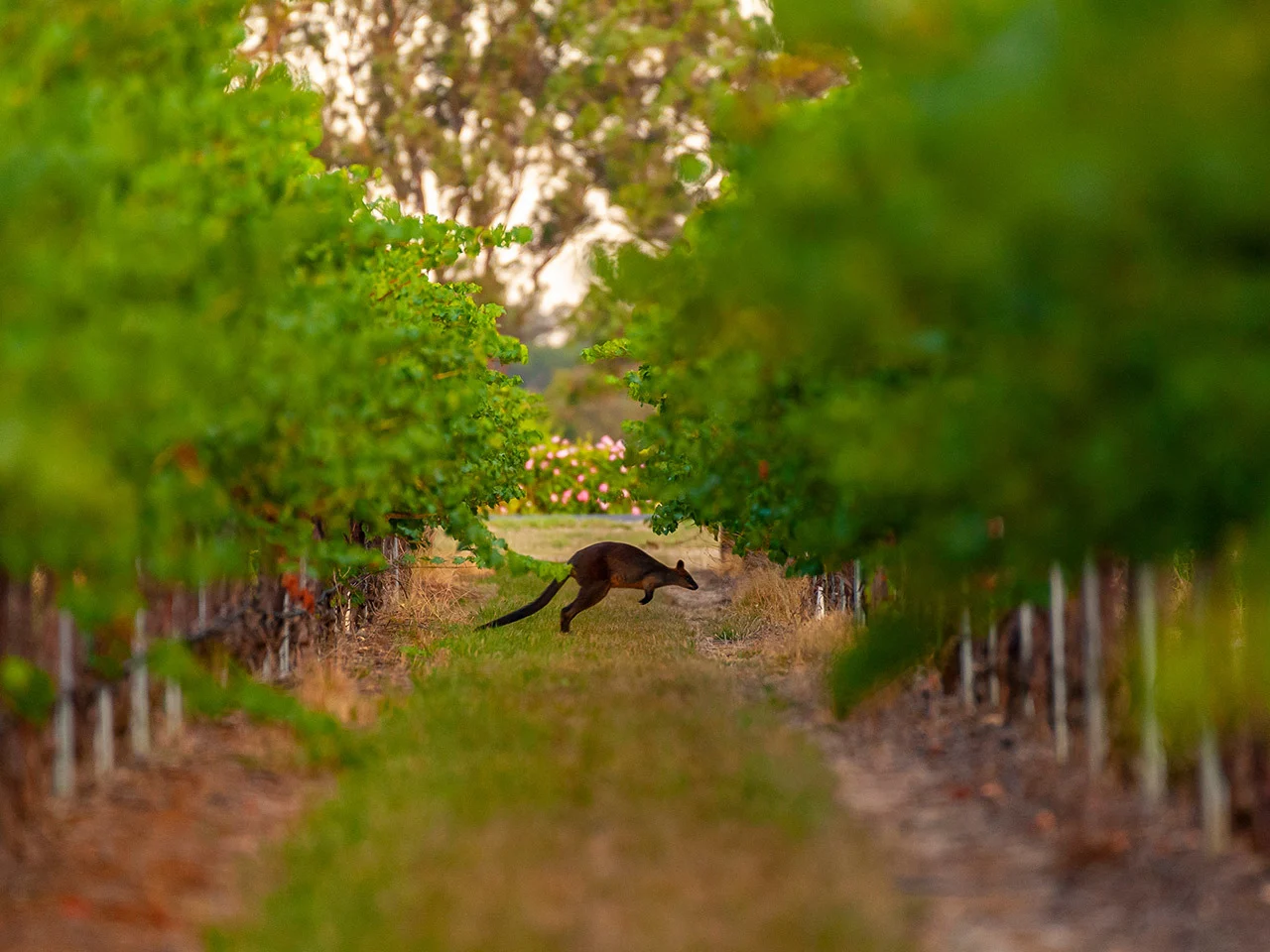 A ground level view of a kangaroo jumping through one of the lanes at Yalumba's Coonawarra vineyard.