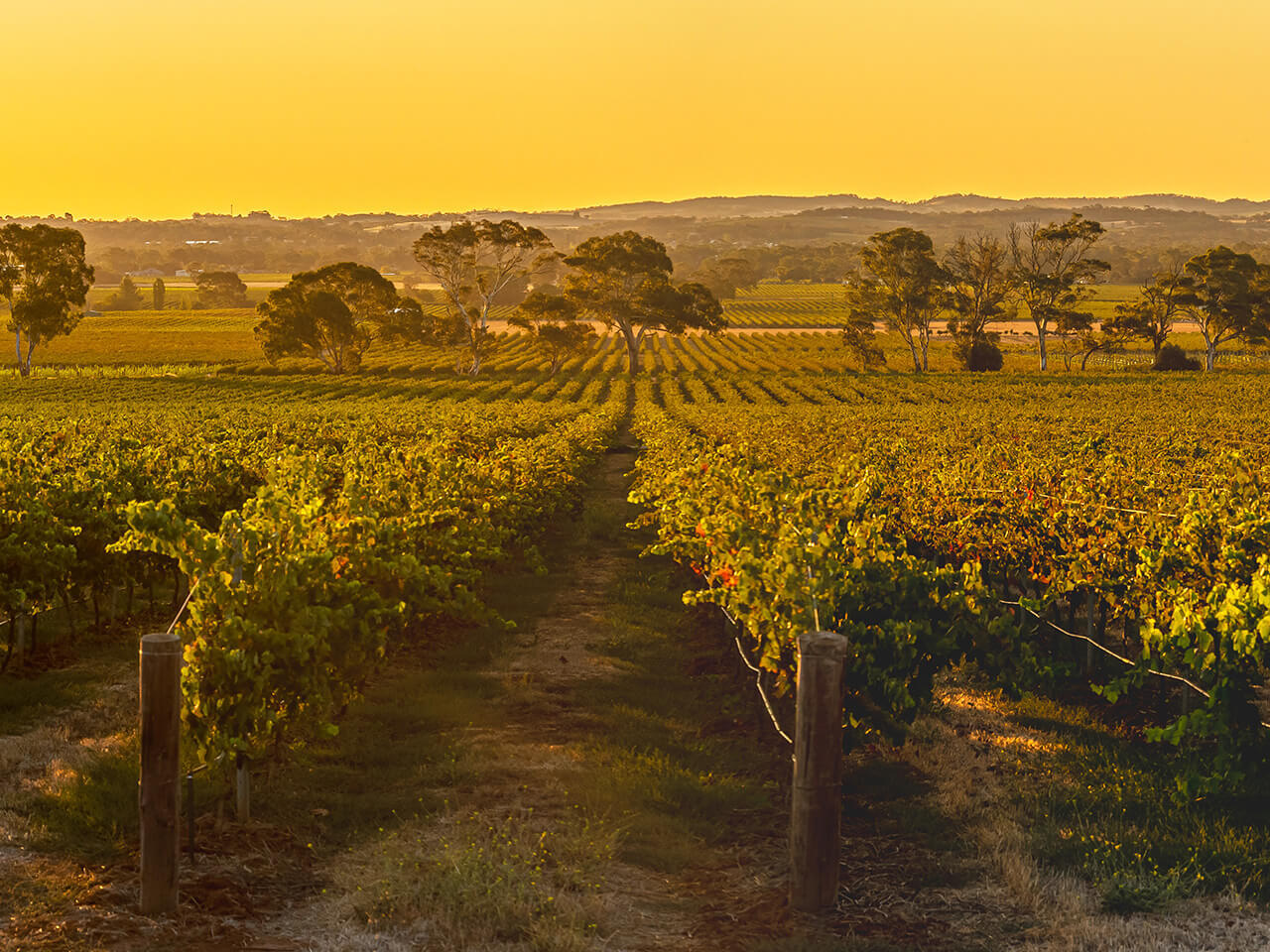 A beautiful view of one of Yalumba's Barossa Valley vineyards at dusk.