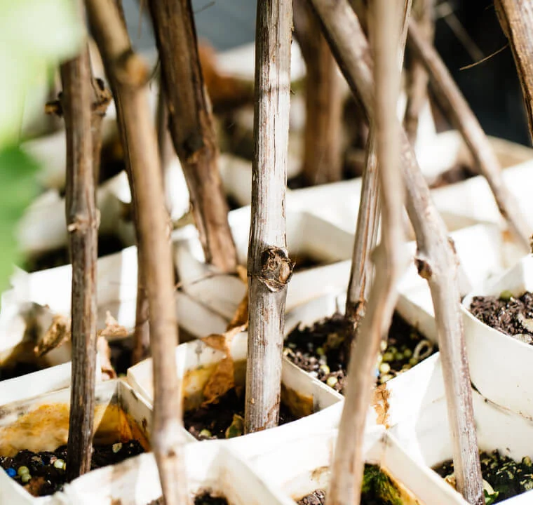 A close up of
                some trail vines at the Yalumba Nursery.
