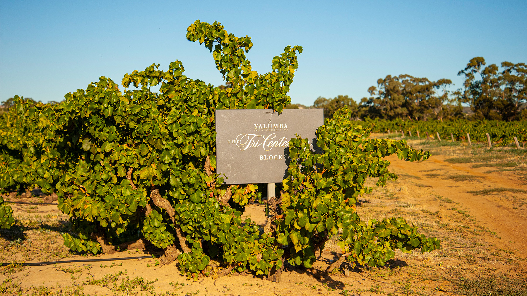 The Tri-Centenary Grenache