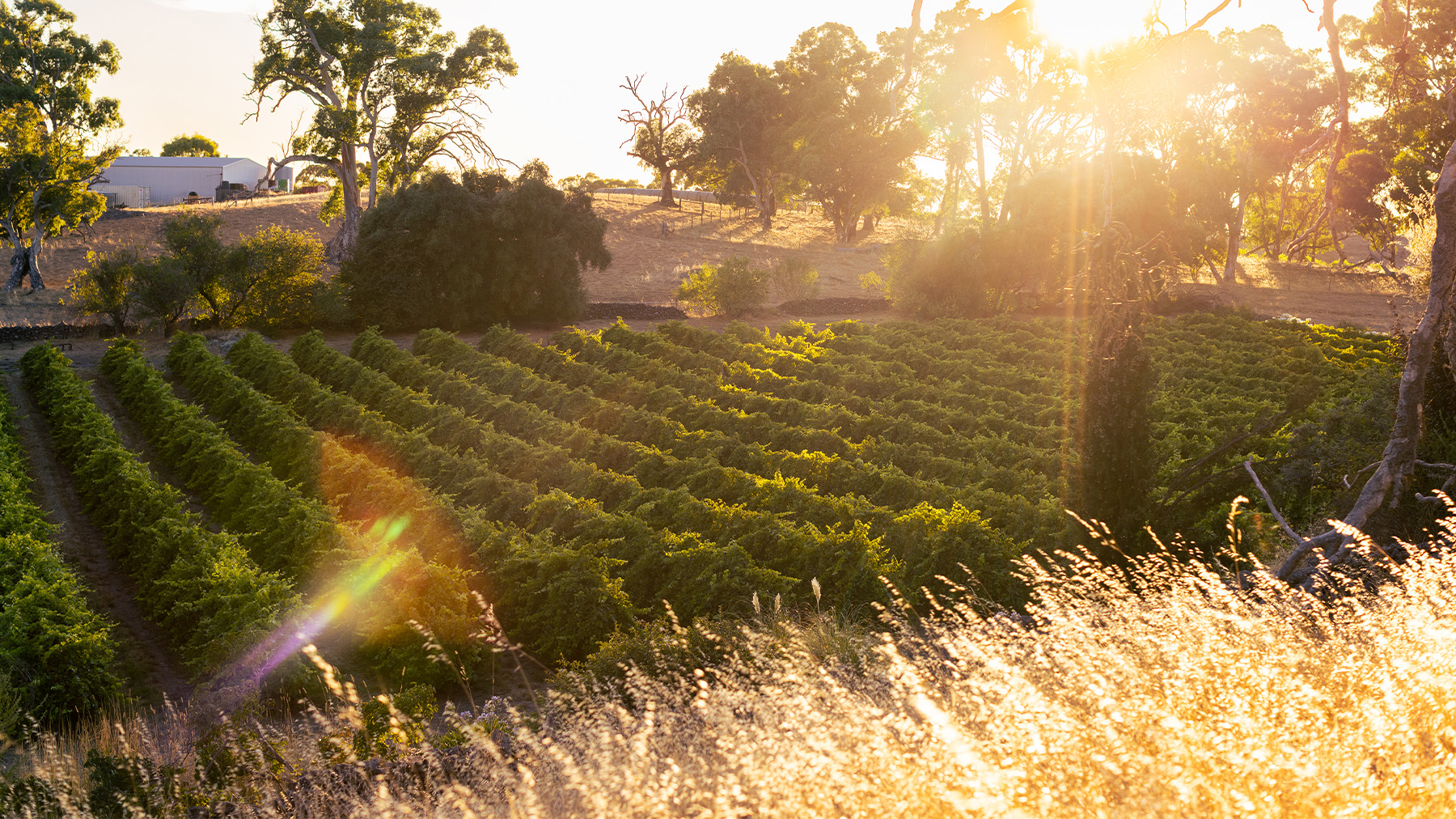 The Octavius Shiraz Museum Release